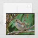 Recherche de chardonneret cartes postales Photographie