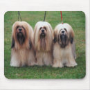 Recherche de apso de lhasa Mignon