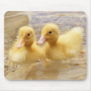 Recherche de image canard tapis souris Faune
