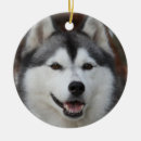 Recherche de chien enroué Chien de traîneau sibérien