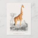 Recherche de girafe vintage cartes postales Afrique