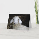 Zoek naar geit fotografie Geiten