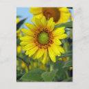 Recherche de bonjour tournesol cartes postales Soleil