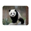 Recherche de panda magnete Mammifère