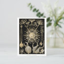 Recherche de haeckel cartes postales Illustration