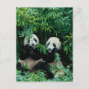 Recherche de sichuan cartes postales Faune