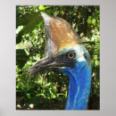 Recherche de cassowary posters Oiseau