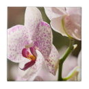Recherche de orchidée rose carreaux Blanc