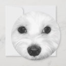 Recherche de maltais invitations Chien