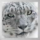 Zoek naar snow leopard kunst Wilde kat