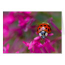 Recherche de problème photographie Coccinelle