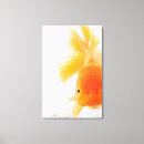 Recherche de poisson rouge toiles Animaux
