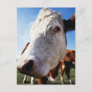 Recherche de tête de vache posters Partie du corps animal
