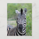 Zoek naar wildlife posters briefkaarten Zebra