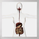 Recherche de estomac posters Organes internes