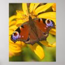 Zoek naar pauw vlinder posters Dier