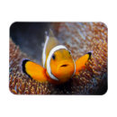 Recherche de poissons tropicaux magnets Animal