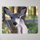 Recherche de mulets art Cerf mulet