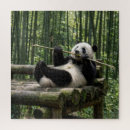 Zoek naar panda puzzels Bamboe