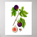 Zoek naar figs posters Botanisch
