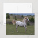 Zoek naar spotty briefkaarten Pony of america