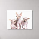 Zoek naar chihuahua Fotografie