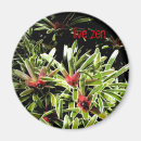 Recherche de bromelliad Bromeliads