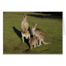 Recherche de kangourou joey cartes postales Famille