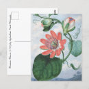 Zoek naar passiebloem briefkaarten Botanisch