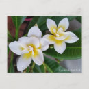 Zoek naar frangipani briefkaarten Plumeria