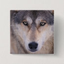 Recherche de canis badges Animal