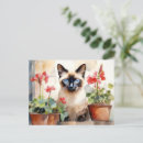 Zoek naar siamese kat briefkaarten Huisdier