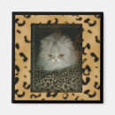 Recherche de minou persan Amoureux des chats