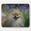 Recherche de cannine tapis souris Pomeranian
