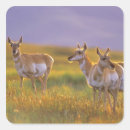 Zoek naar antilopen stickers Dier