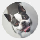 Recherche de image de chien autocollants Drôle