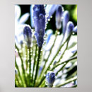 Recherche de agapanthus posters Fleur