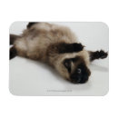 Recherche de sienne magnets Photographie