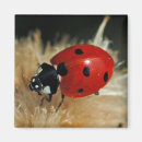 Zoek naar ladybird magneten Kevers