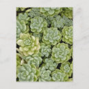 Recherche de sedum cartes postales Plante