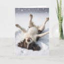 Recherche de springer spaniel vœux cartes Chien