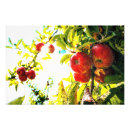 Recherche de pommiers posters Arbre