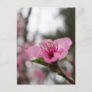 Recherche de fleurs de cerisier cartes postales Arbre