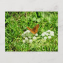Recherche de entomologie cartes postales Papillon