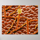 Recherche de biologie posters Botanique