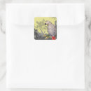 Zoek naar grijze papegaai stickers Dieren