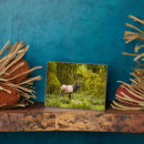 Recherche de wapiti plaques Faune