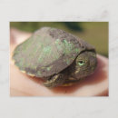 Recherche de tourterelles cartes postales Tortue