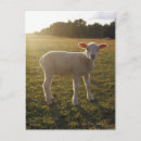 Recherche de agneau cartes postales Animaux