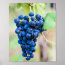 Recherche de raisins rouges posters Vigne